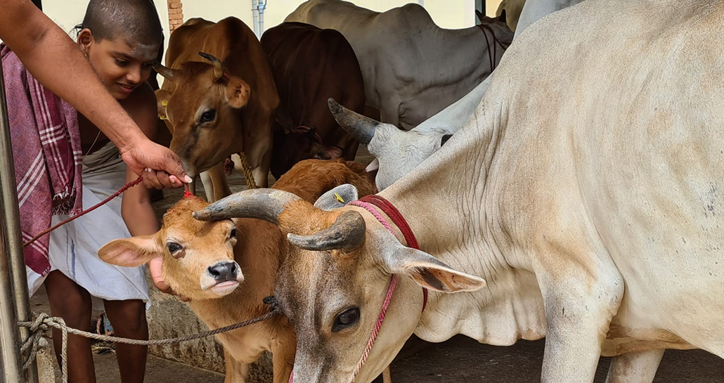 Cow 1